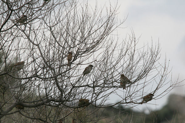 Not more House Sparrows!